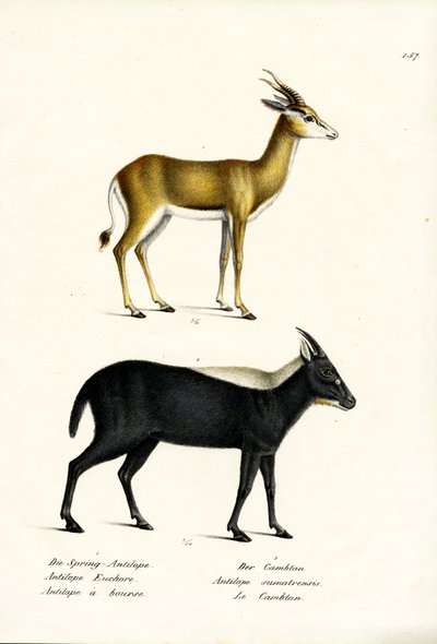 Springbuck, 1824 da Karl Joseph Brodtmann